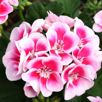 Geranium Seeds
