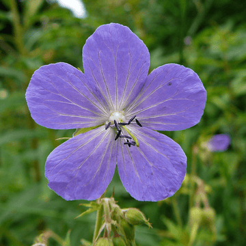 Geranium Seeds - Meadow Cranesbill 