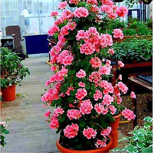 Geranium Seeds - Climbing Mixed