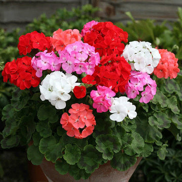 Geranium Seeds - Climbing Mixed