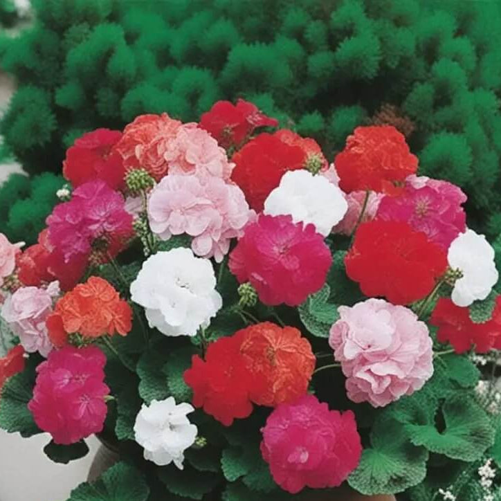 Geranium Seeds - Climbing Mixed