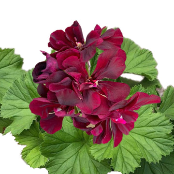 Geranium Seeds - Dark Pink Black