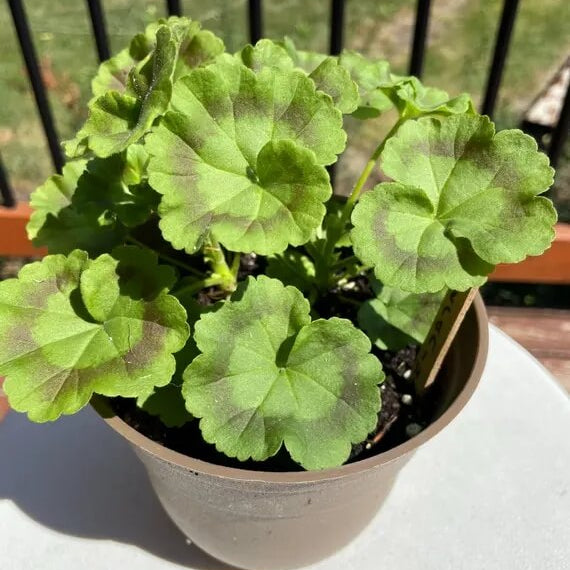 Geranium Seeds - Green & Brown