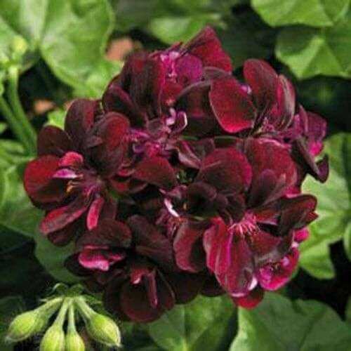 Geranium Seeds - Maroon Univalve