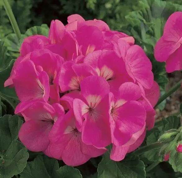 Geranium Seeds - Maverick Pink