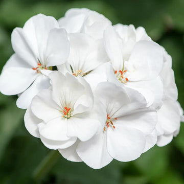 Geranium Seeds - Maverick White