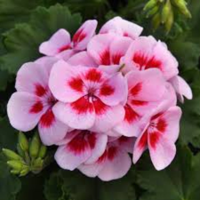 Geranium Seeds - Pink & Red 