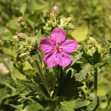 Geranium Seeds - viscosissimum 