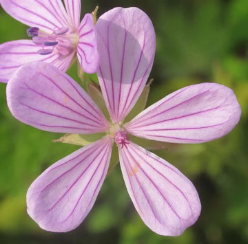 Geranium Seeds – Asphodeloides