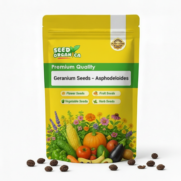 Geranium Seeds – Asphodeloides