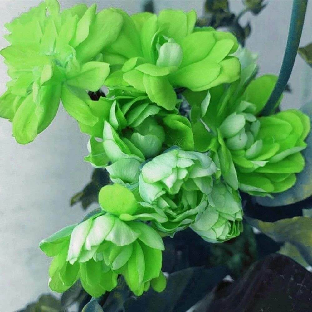 Geranium Seeds – Green