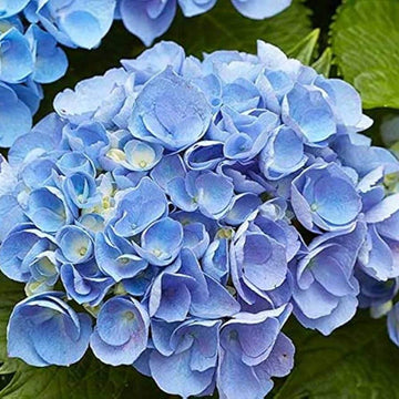 Geranium Seeds – Sky Blue Green
