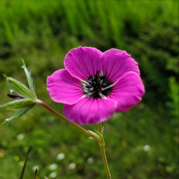 Geranium Seeds – Subcaulescens
