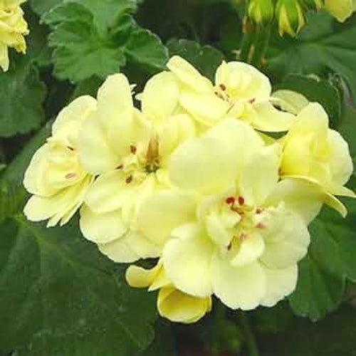Geranium Seeds – Wildflower Mix