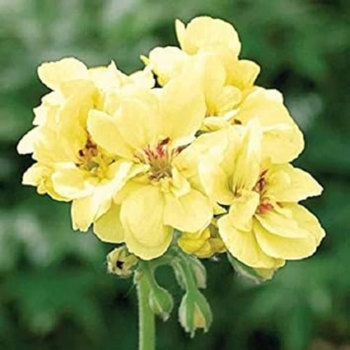 Geranium Seeds – Wildflower Mix