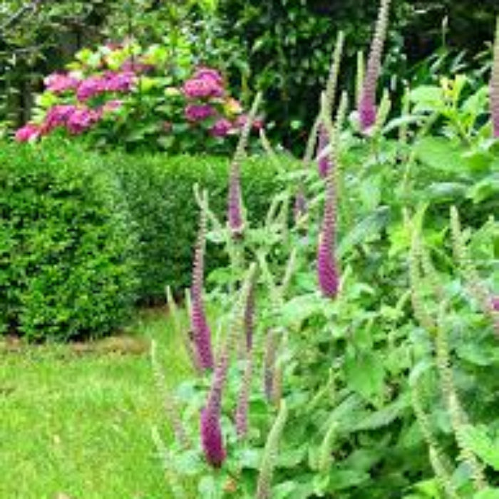 Germander Seeds – Purple Tails Wood Sage