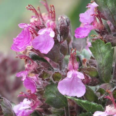 Germander Seeds – Teucrium chamaedrys