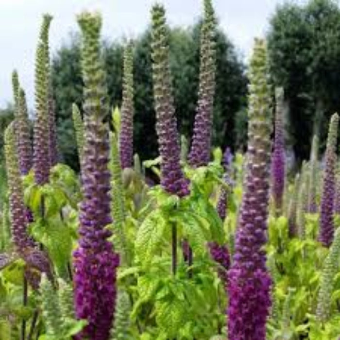Germander Seeds – Purple Tails Wood Sage