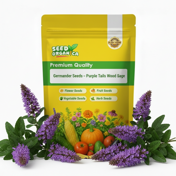 Germander Seeds – Purple Tails Wood Sage