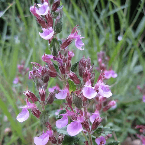 Germander Seeds – Teucrium chamaedrys