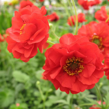 Geum Seeds – Perennial
