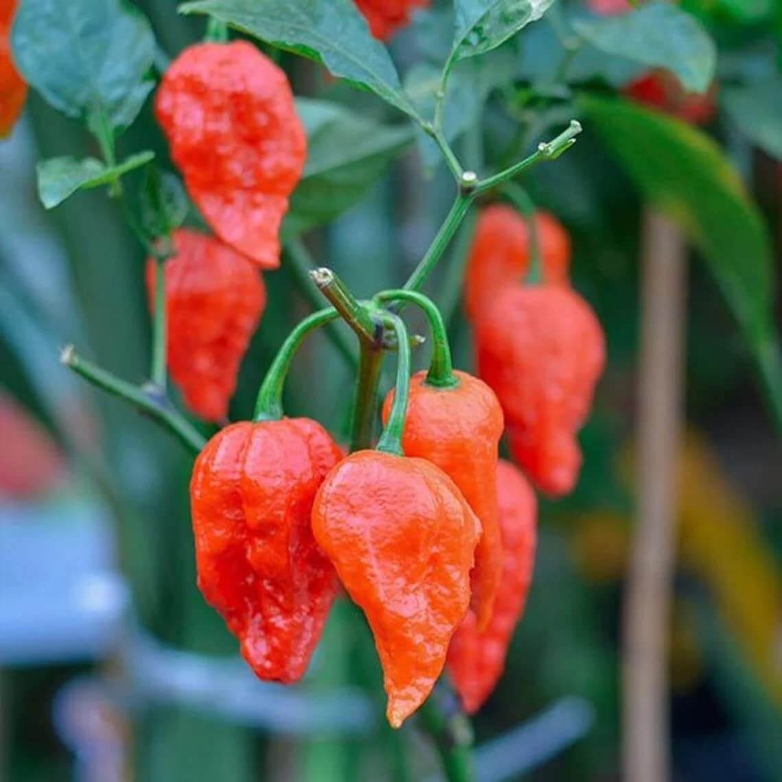 Ghost Pepper Seeds – Heirloom