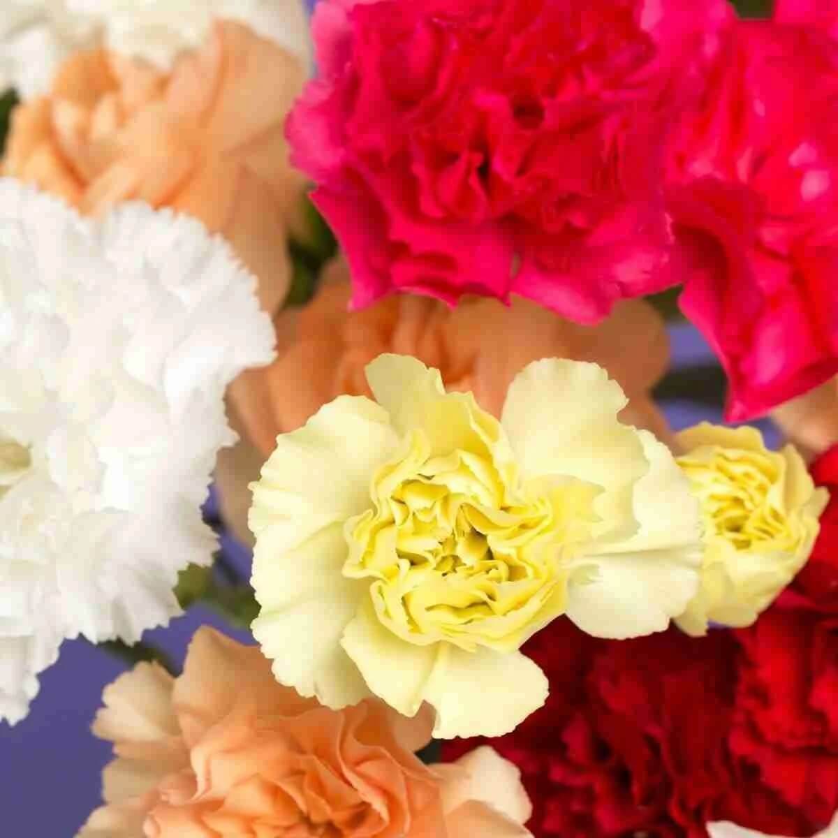 Giant Chabaud Mixed Seeds - Flower Plant