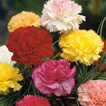 Giant Chabaud Mixed Seeds - Flower Plant