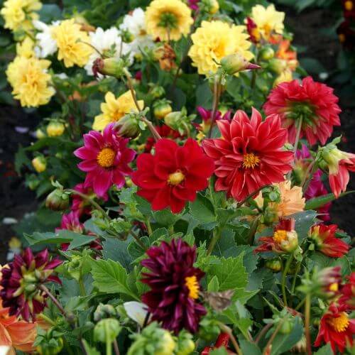 Giant Chabaud Mixed Seeds - Flower Plant