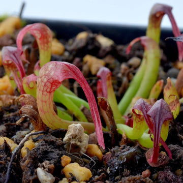 Giant Cobra Lily Seeds