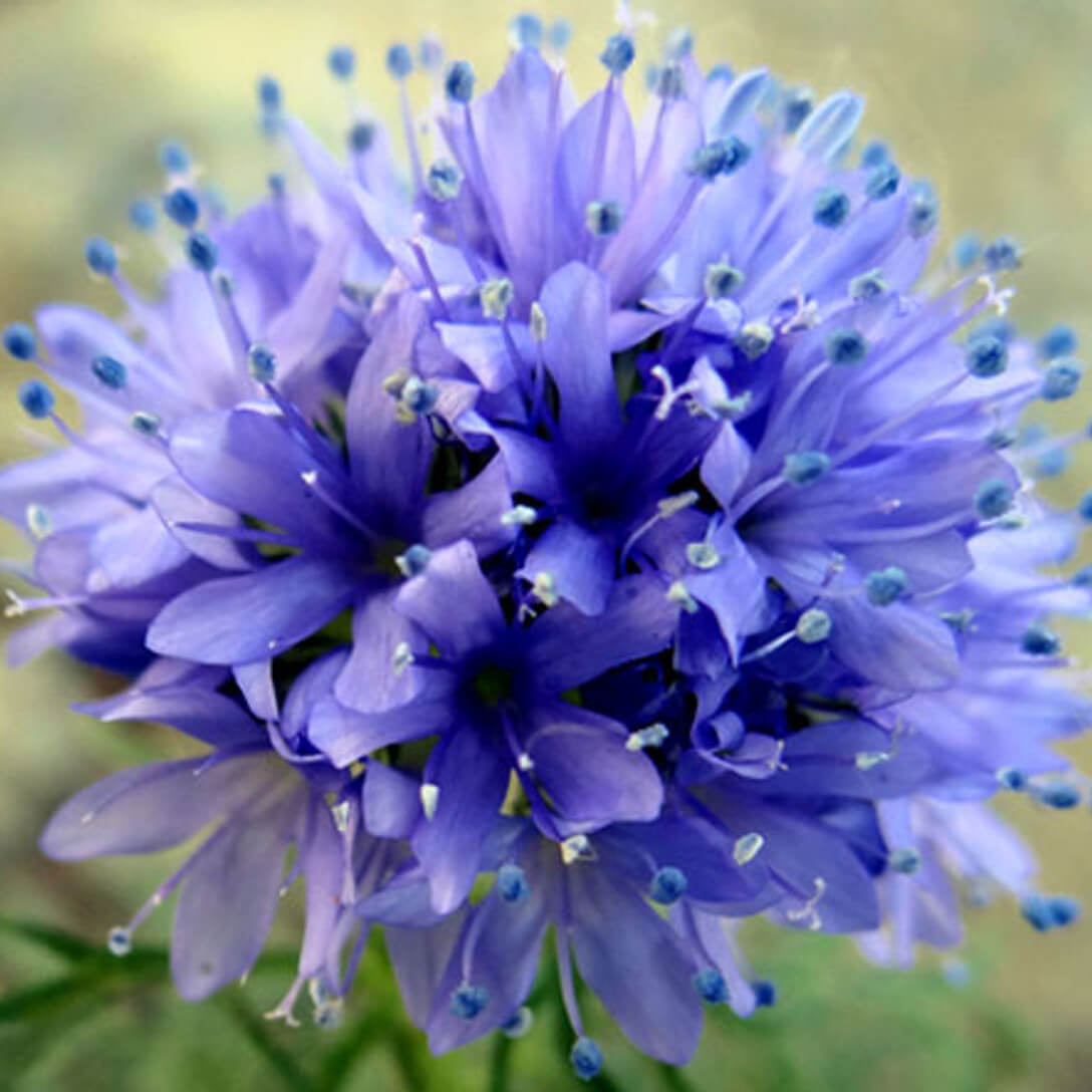 Gilia Capitata Seeds –  Wildflower