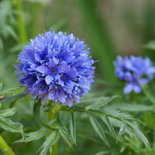 Gilia Capitata Seeds –  Wildflower