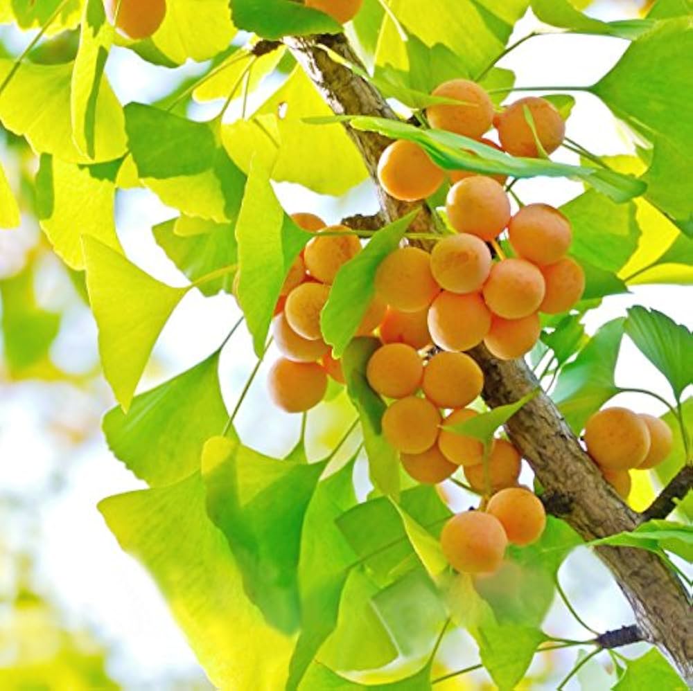 Ginkgo Biloba Seeds – Maidenhair
