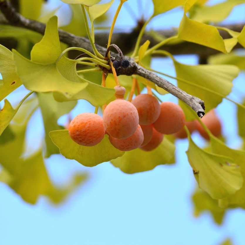 Ginkgo Biloba Seeds – Maidenhair
