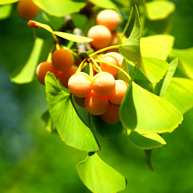 Ginkgo Biloba Seeds – Maidenhair
