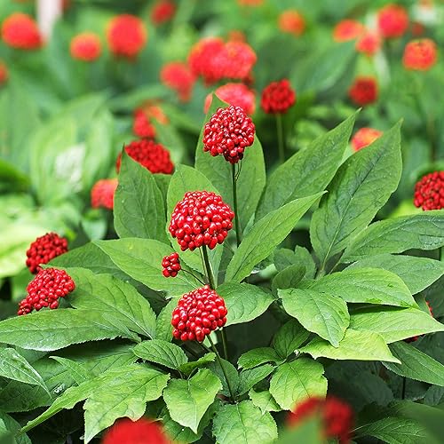 Ginseng Seeds – American
