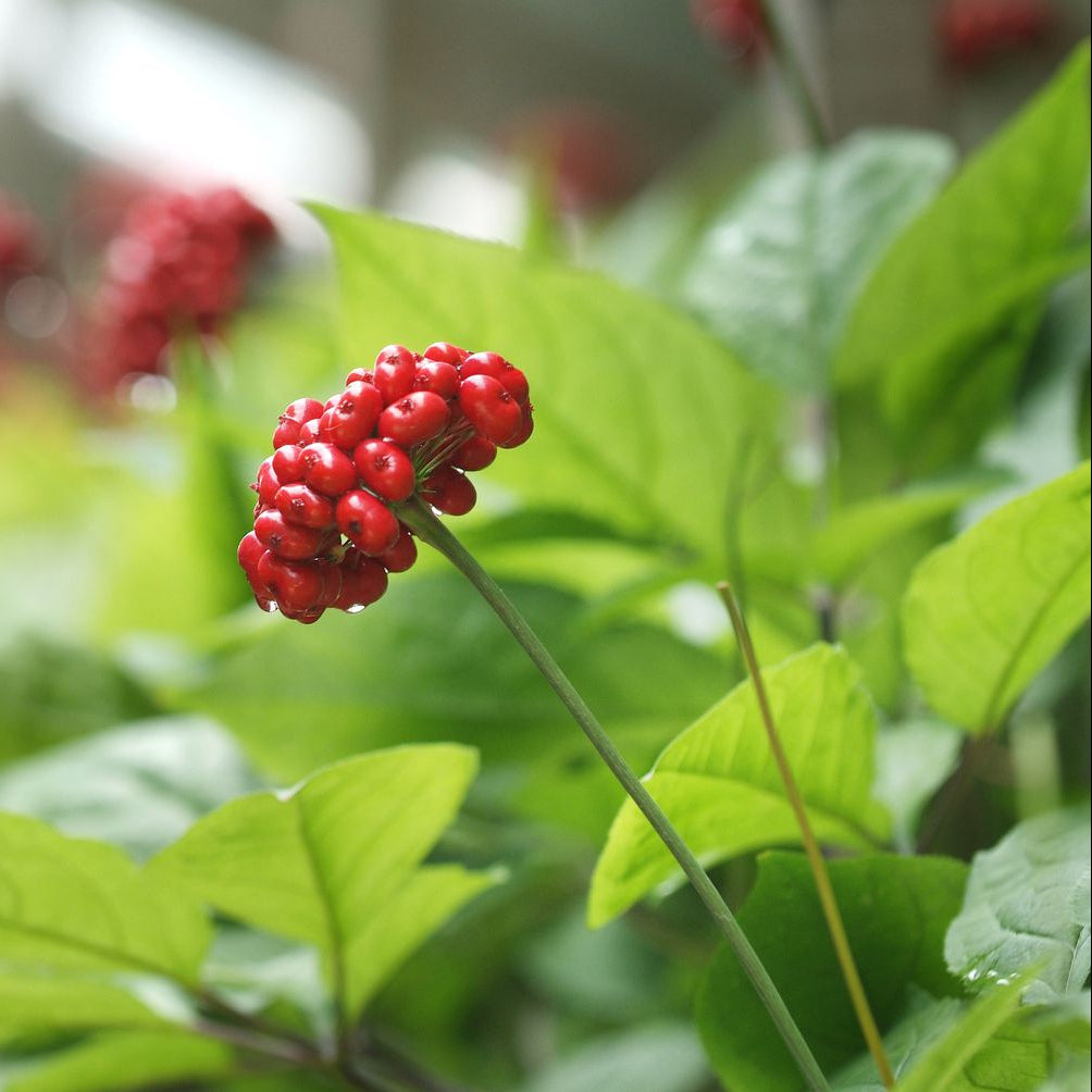 Ginseng Seeds – American
