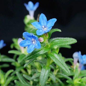 Glandora Seeds – Diffusa
