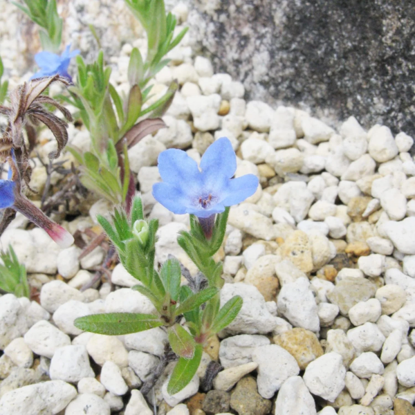 Glandora Seeds – Diffusa
