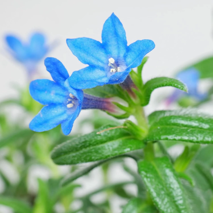 Glandora Seeds – Diffusa
