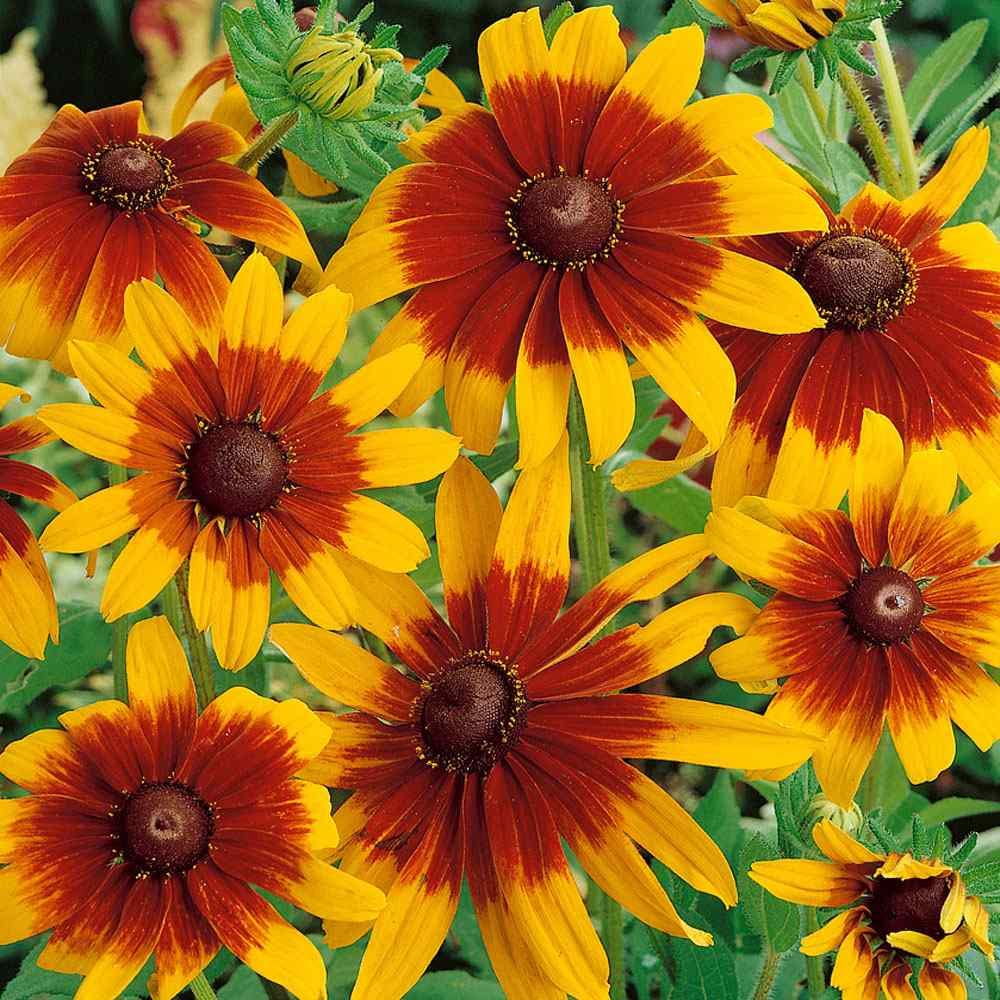 Gloriosa Daisy Seeds – Annual
