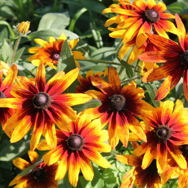 Gloriosa Daisy Seeds – Annual
