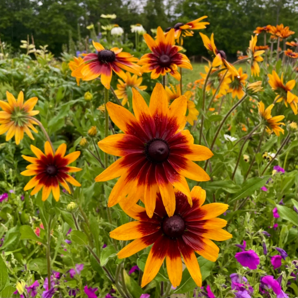 Gloriosa Daisy Seeds – Annual
