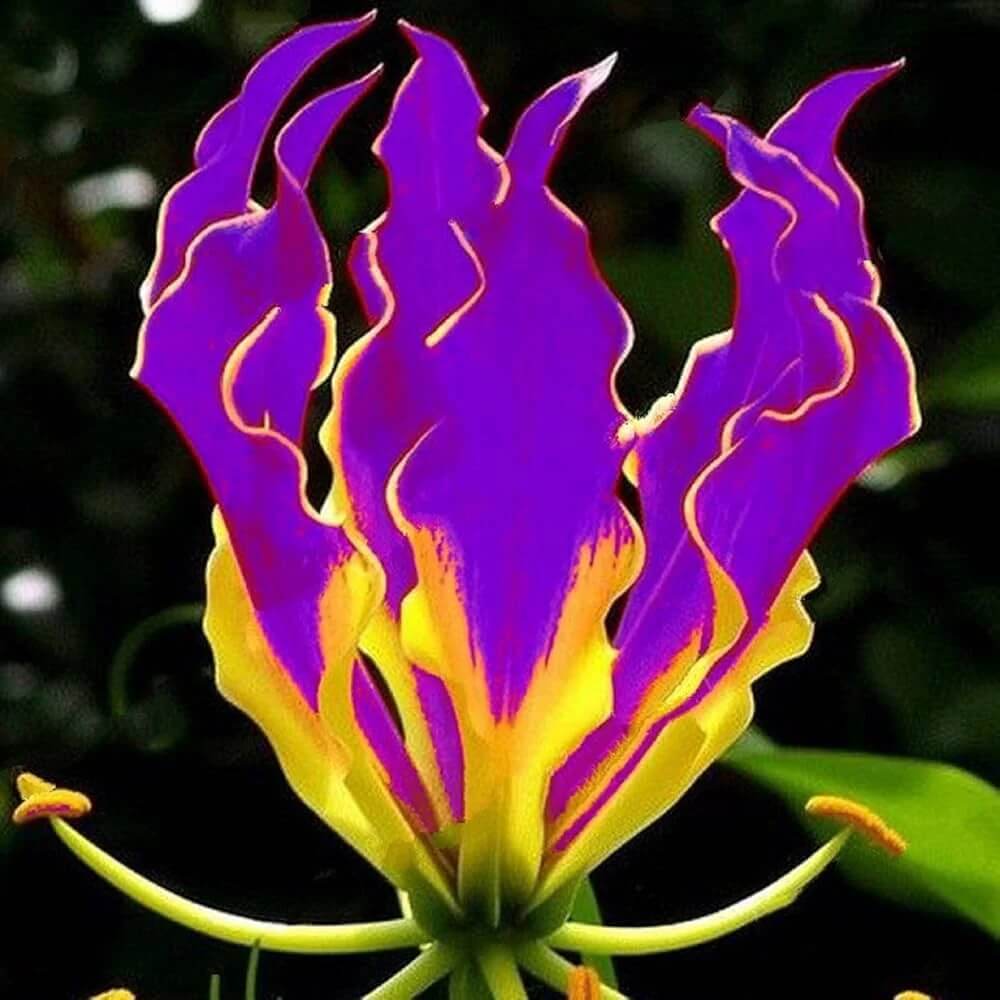 Gloriosa Lily Seeds – Gloriosa Superba