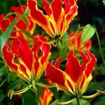 Gloriosa Lily Seeds – Yellow Red