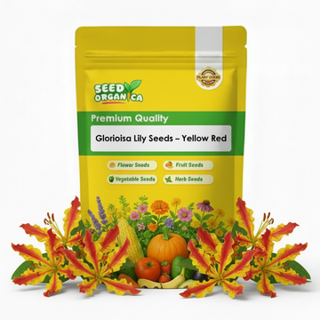 Gloriosa Lily Seeds – Yellow Red