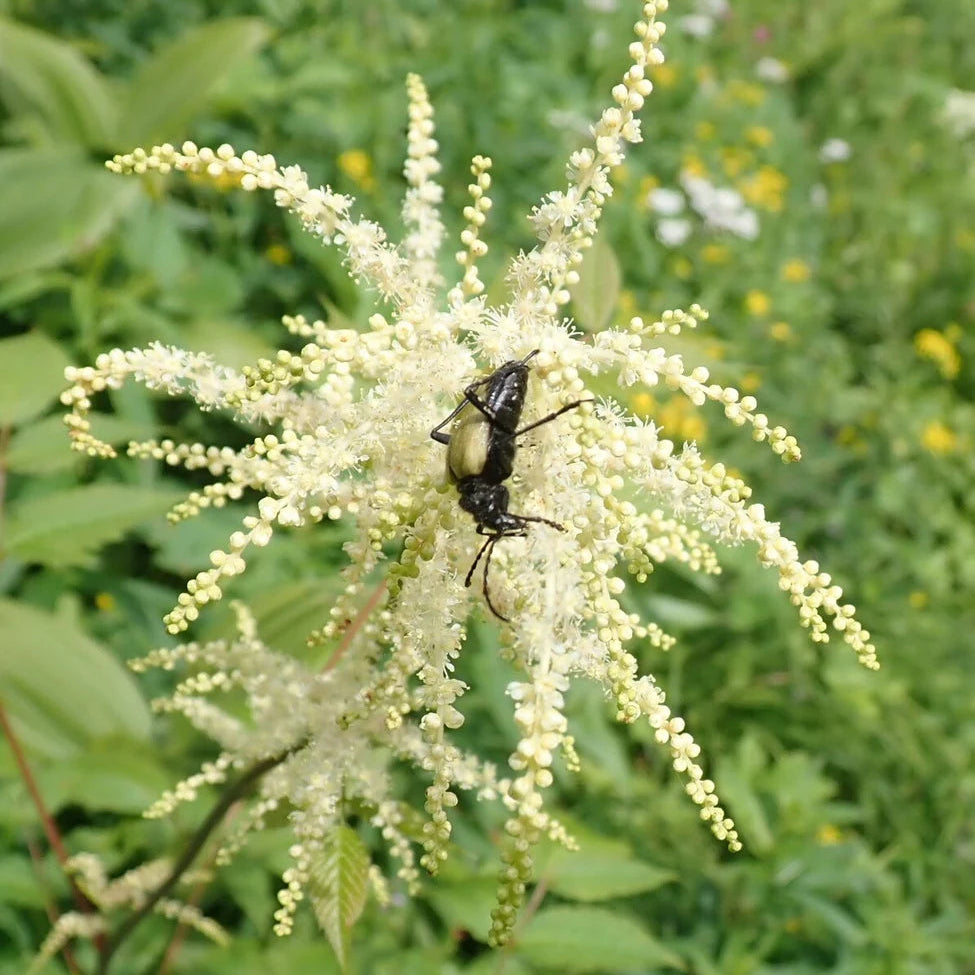 Goat’s Beard Seeds – Perennial
