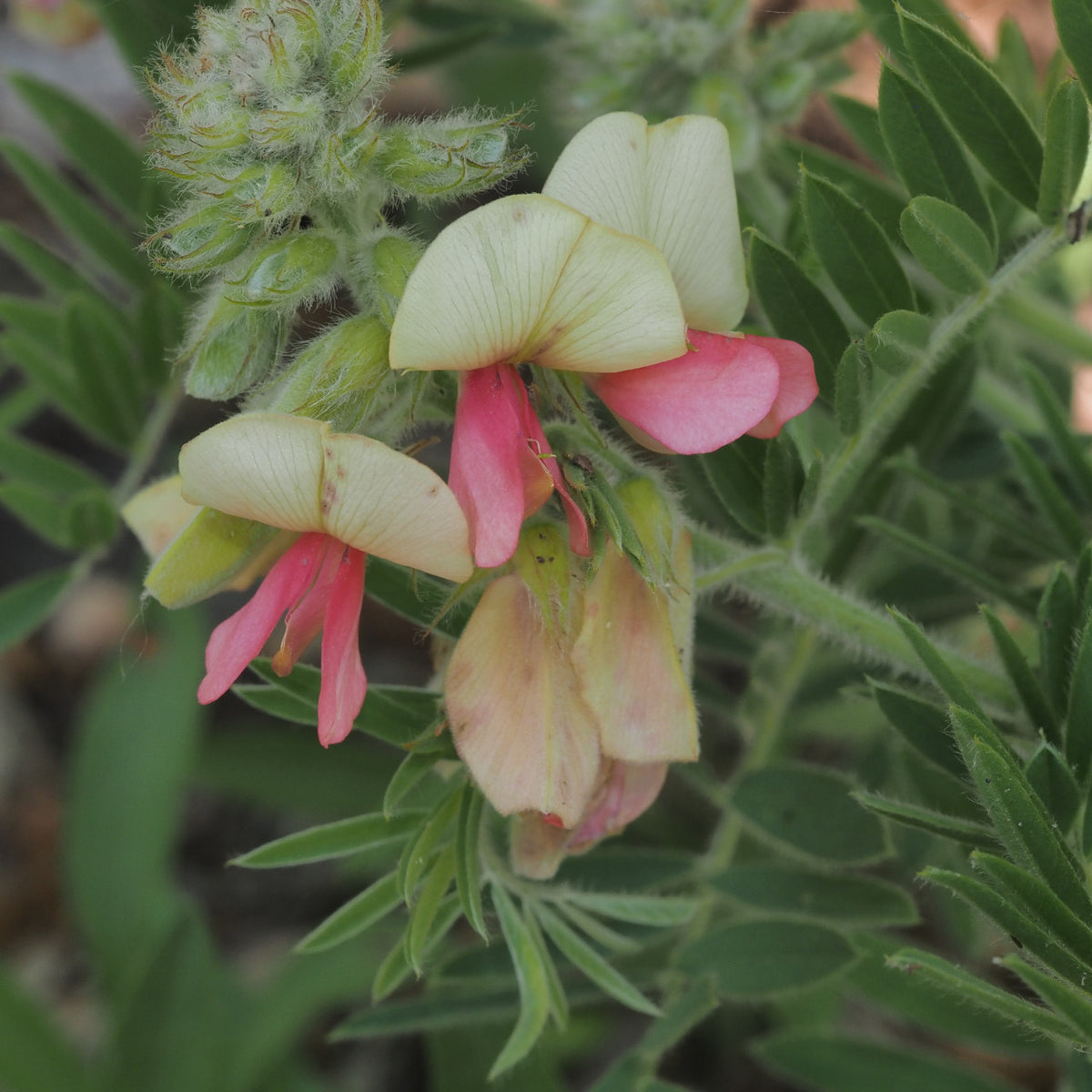 Goat’s Rue Seeds – Medicinal Perennial
