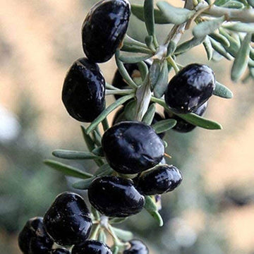 Goji Berry Seeds – Black
