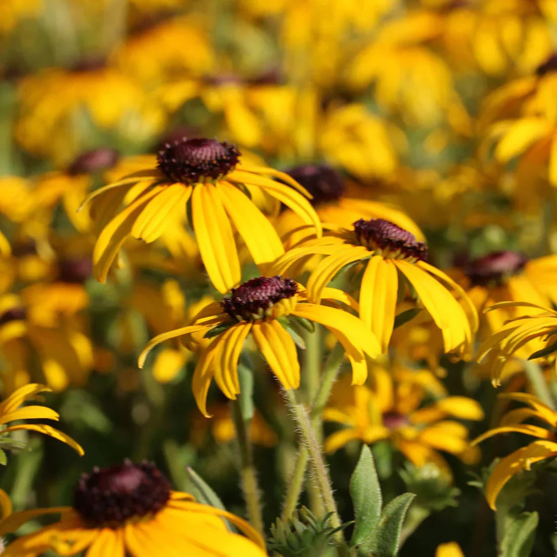 Gold Rush Seeds – Rare Yellow
